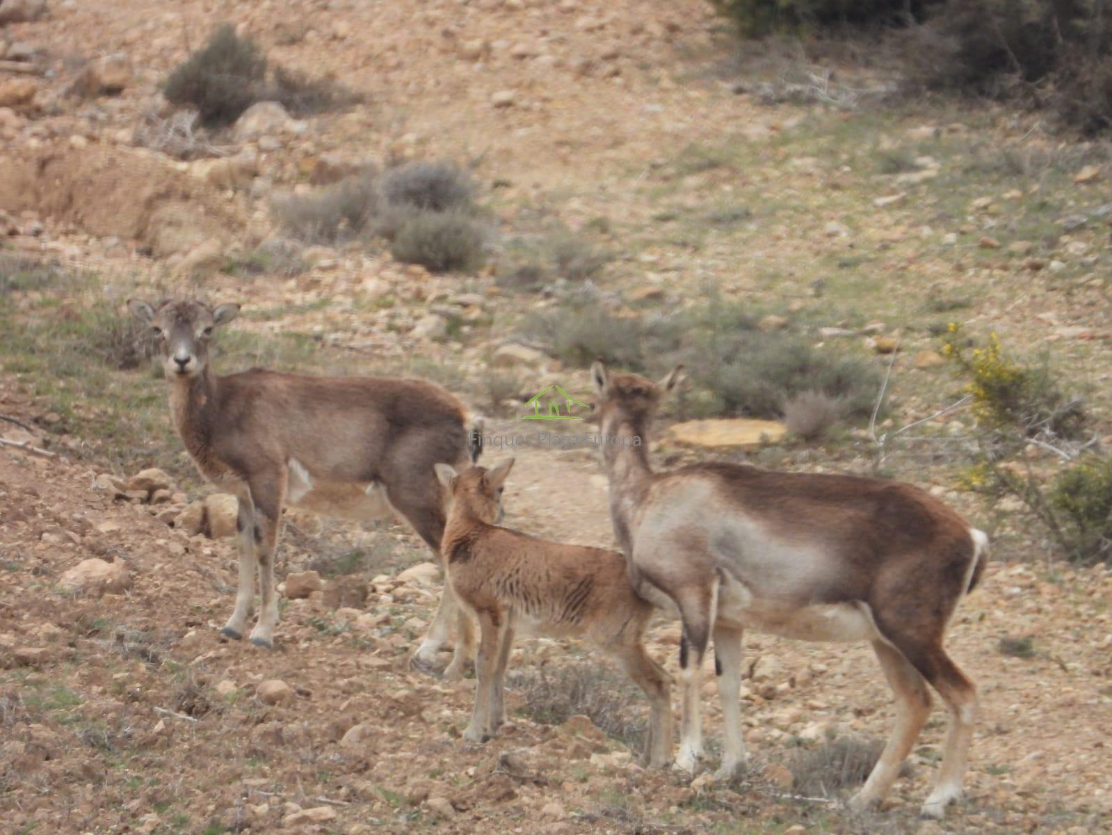 For sale of land in Cuenca