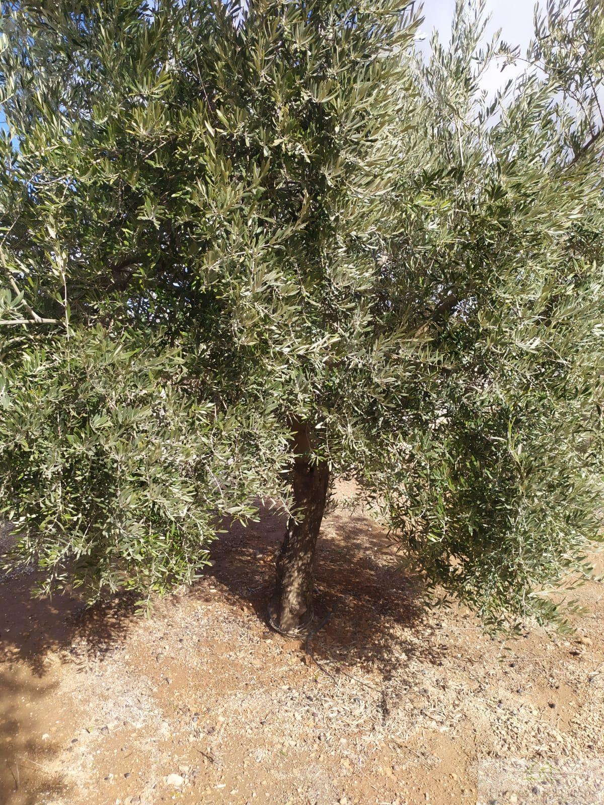 For sale of land in Jaén