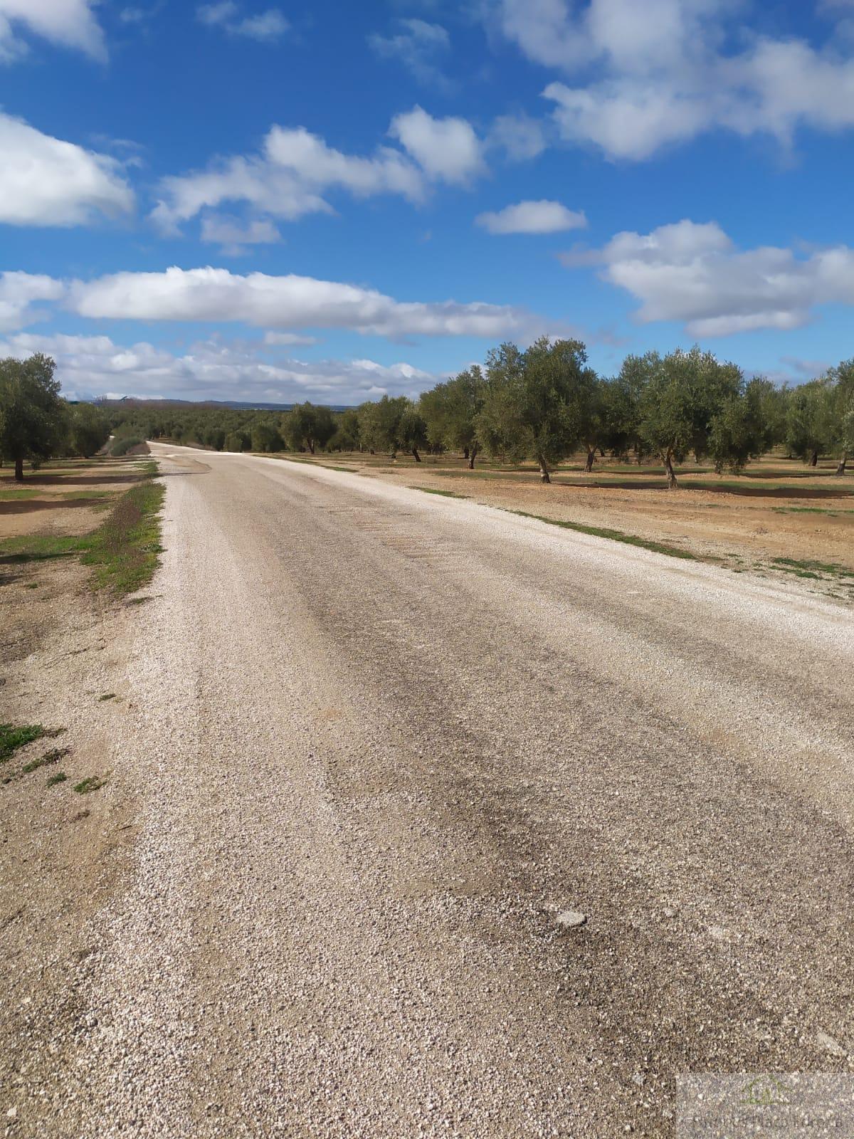 For sale of land in Jaén