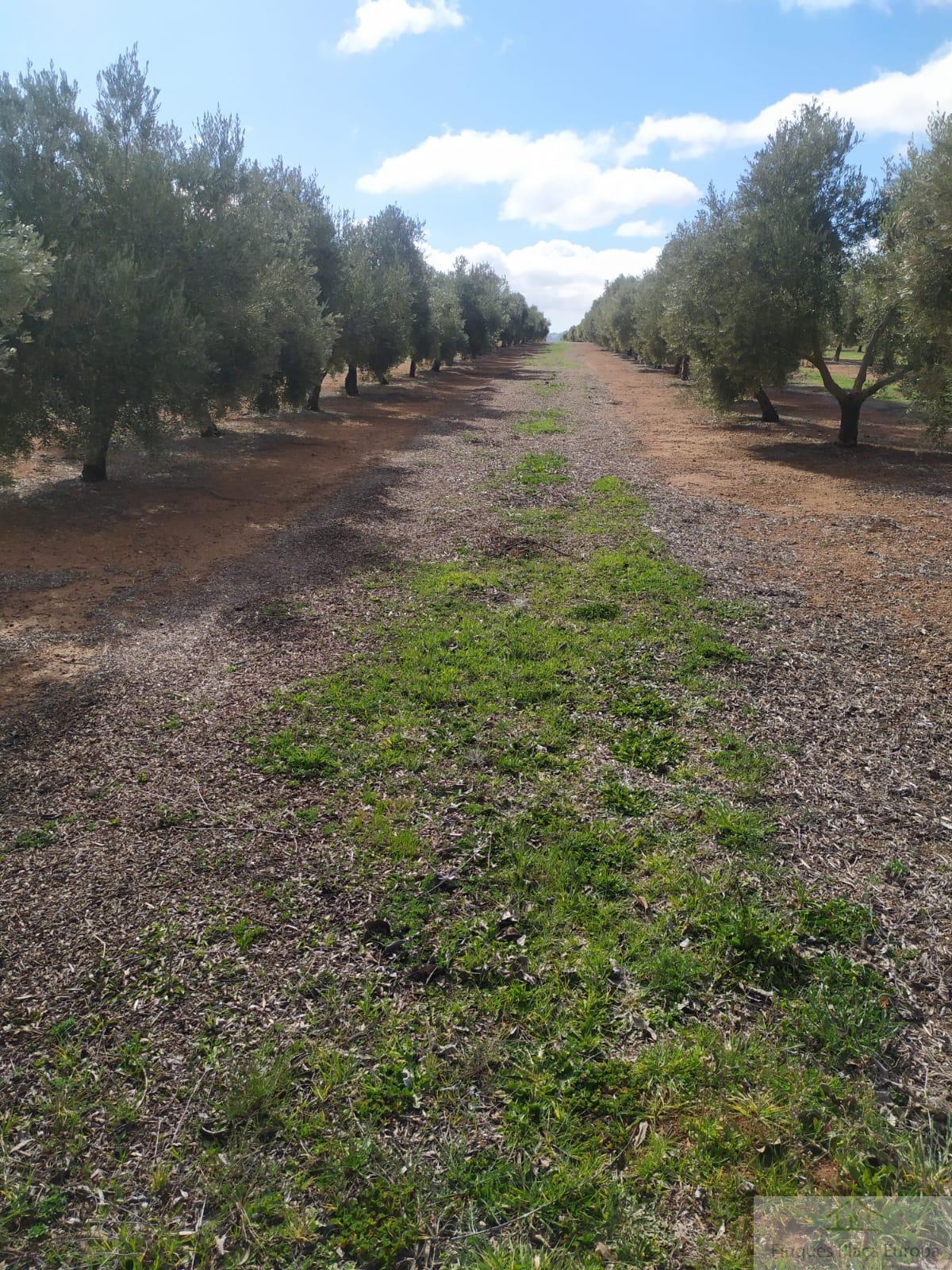 For sale of land in Jaén