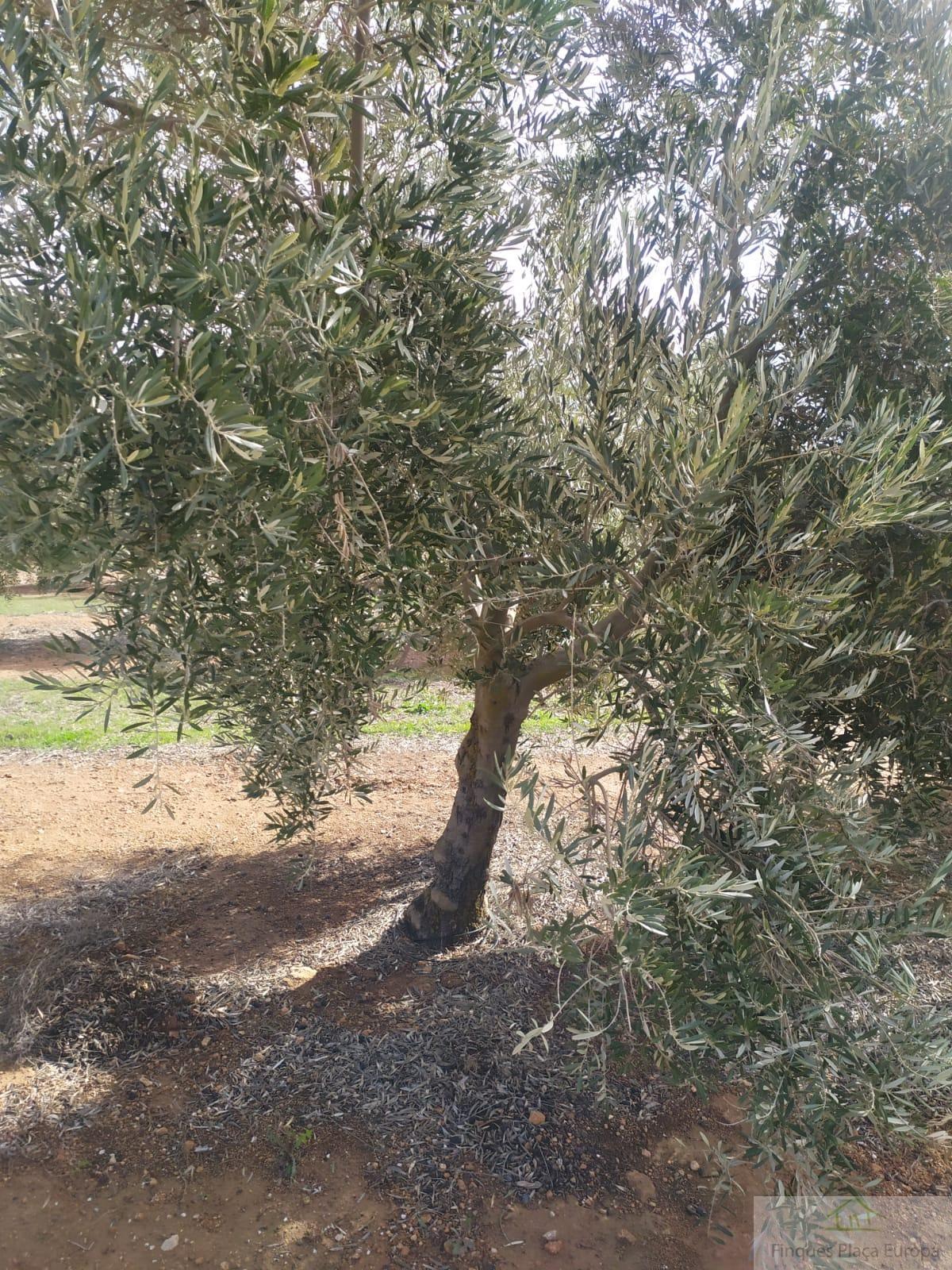 For sale of land in Jaén