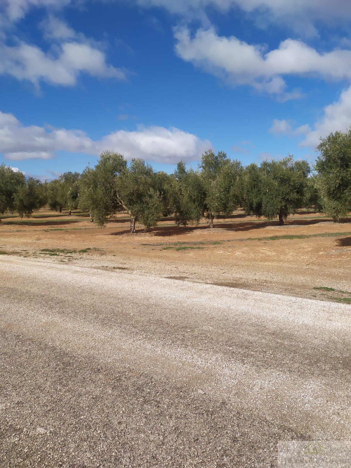 For sale of land in Jaén