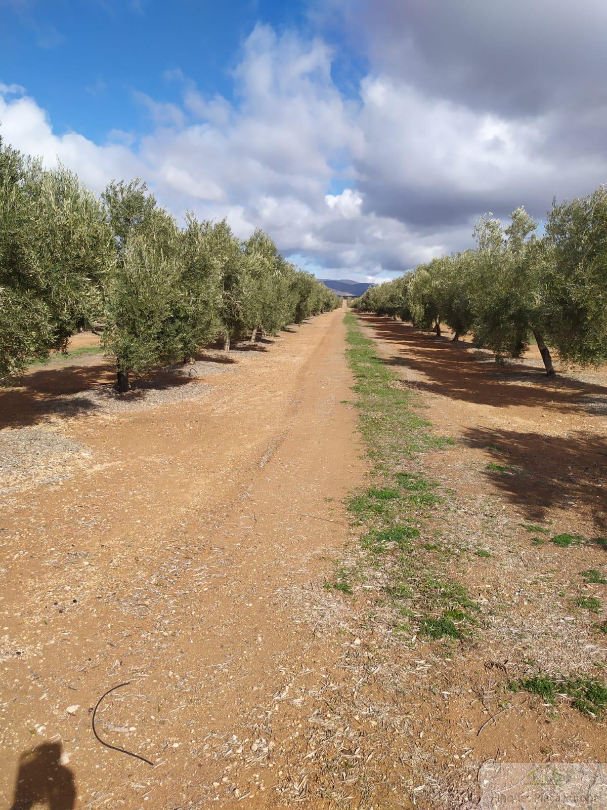 For sale of land in Jaén