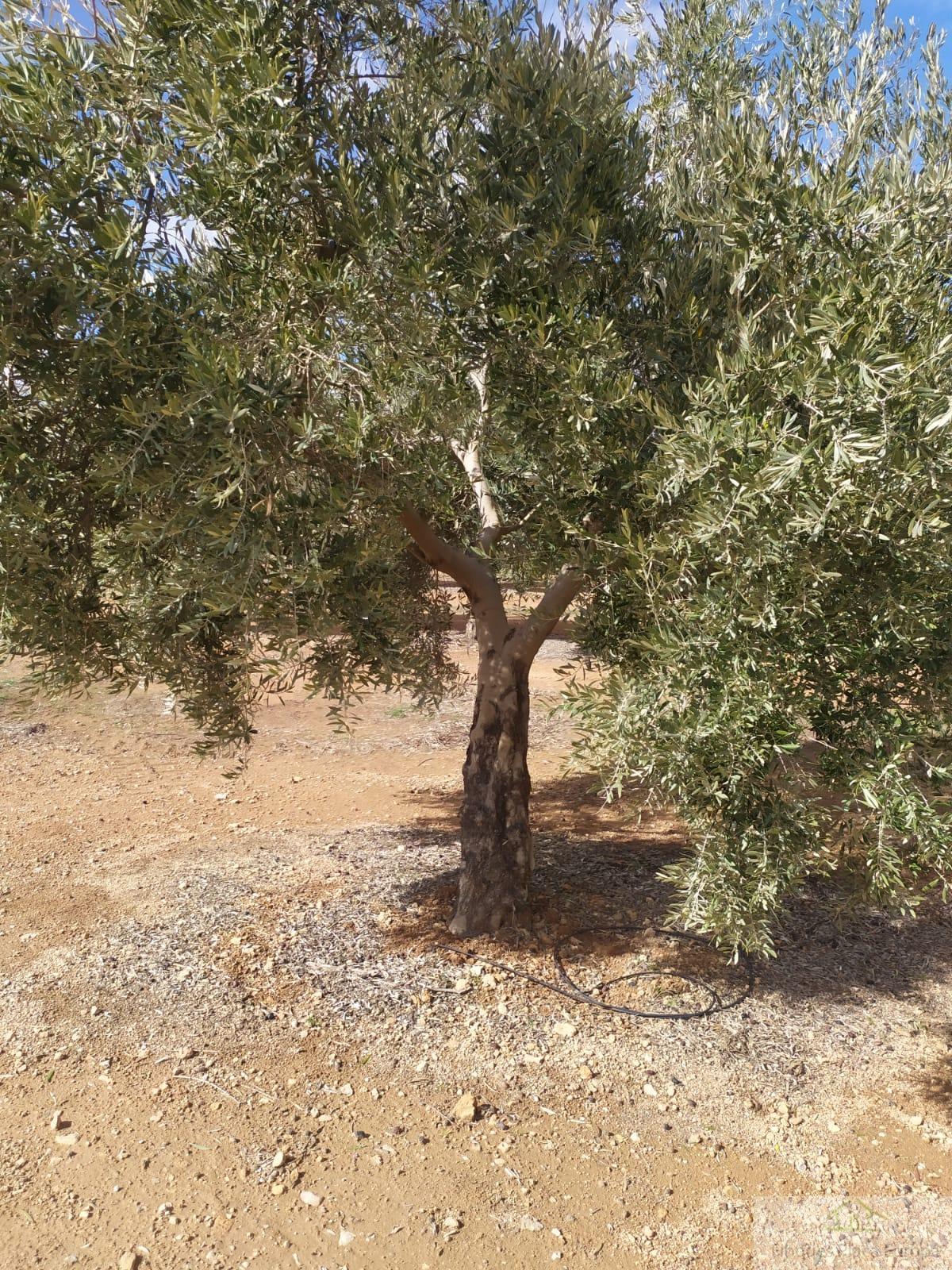For sale of land in Jaén