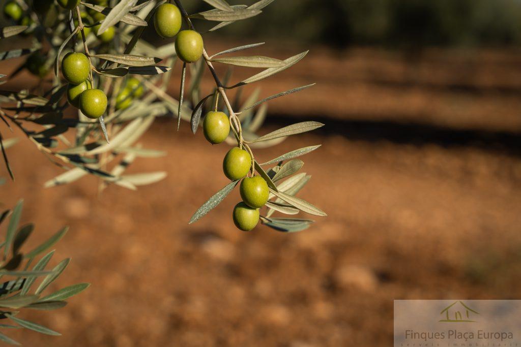 For sale of land in Jaén
