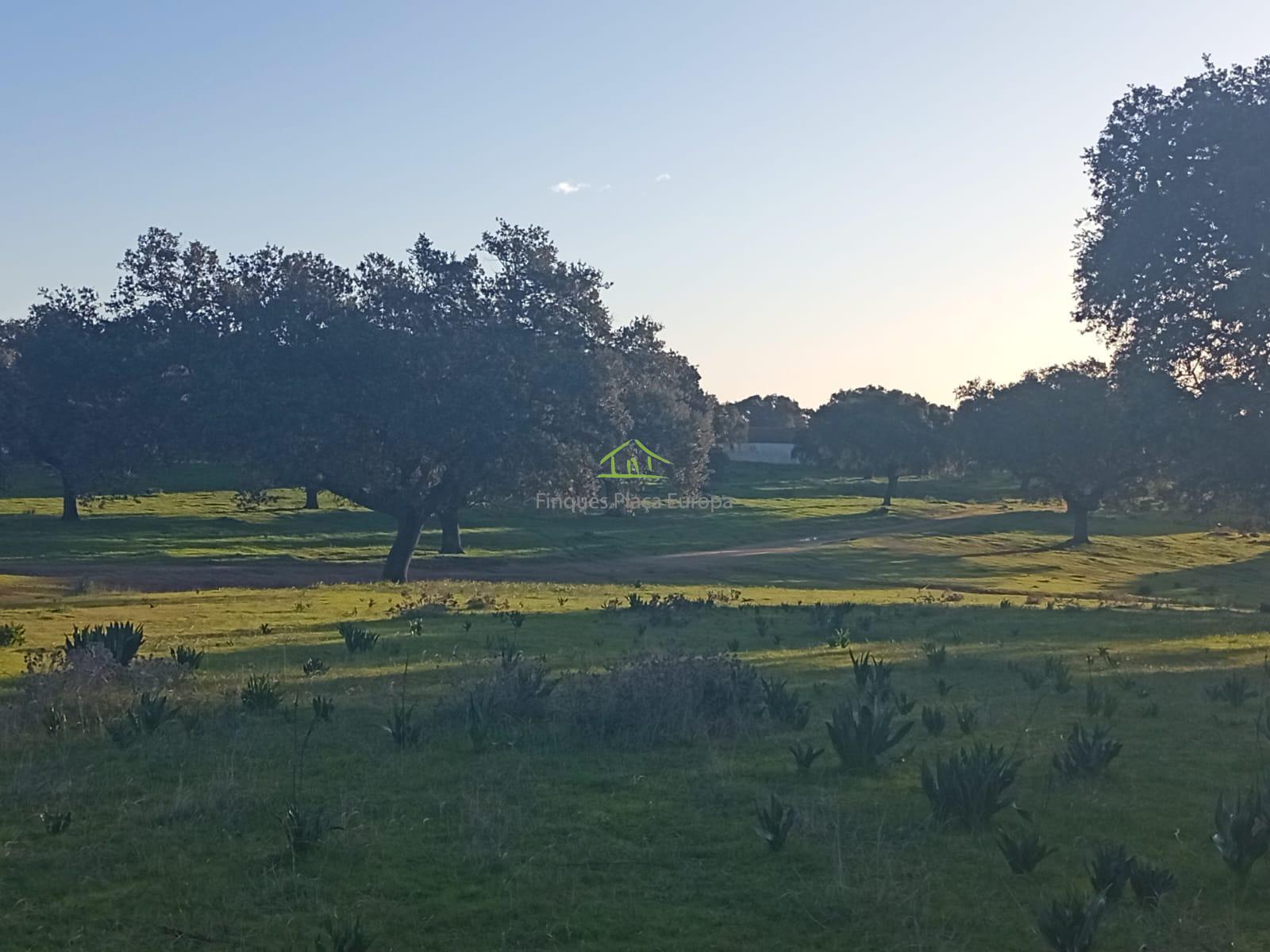 For sale of land in Ibahernando
