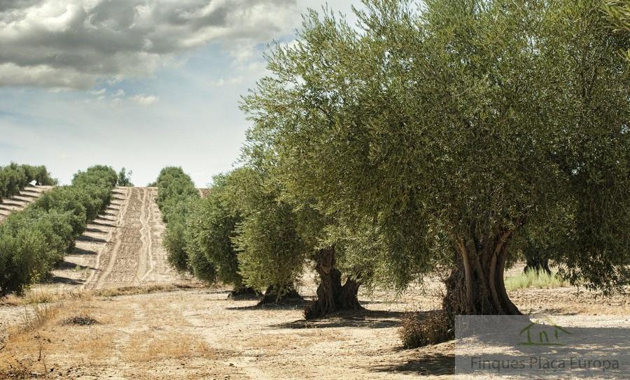 Продажа от

 Земельные участки на Jaén