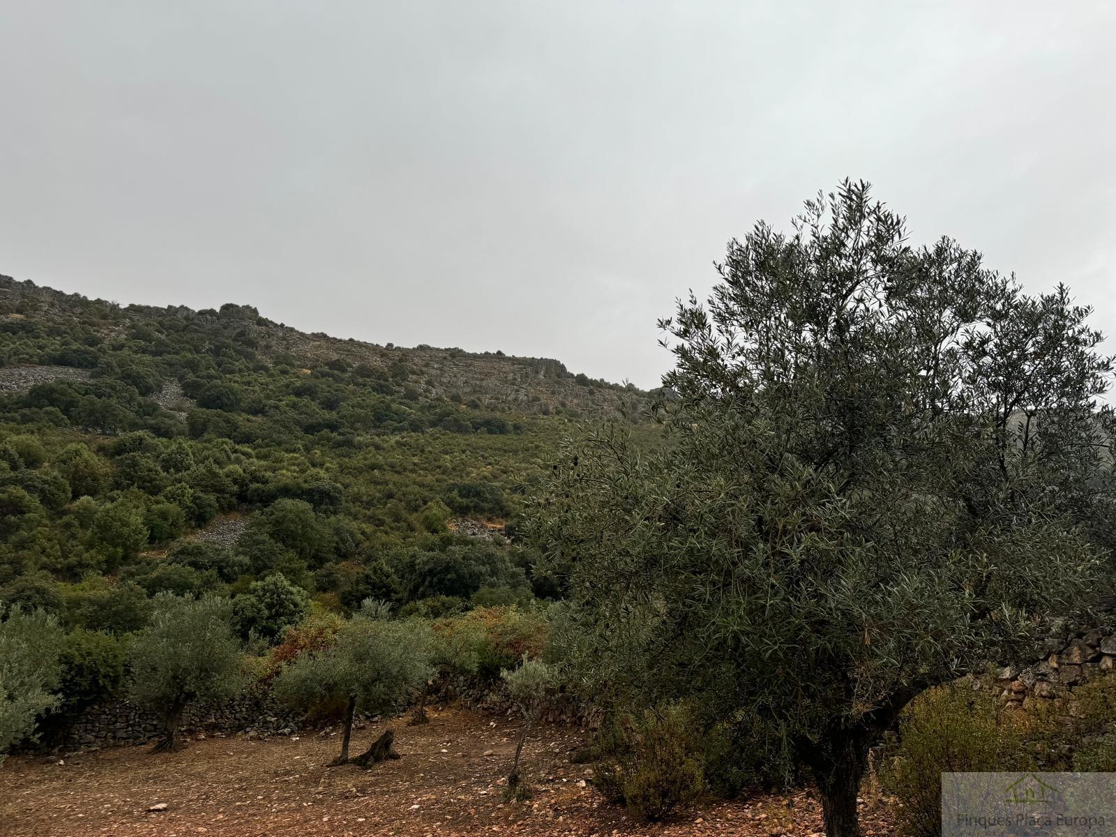 For sale of land in Cabeza del Buey