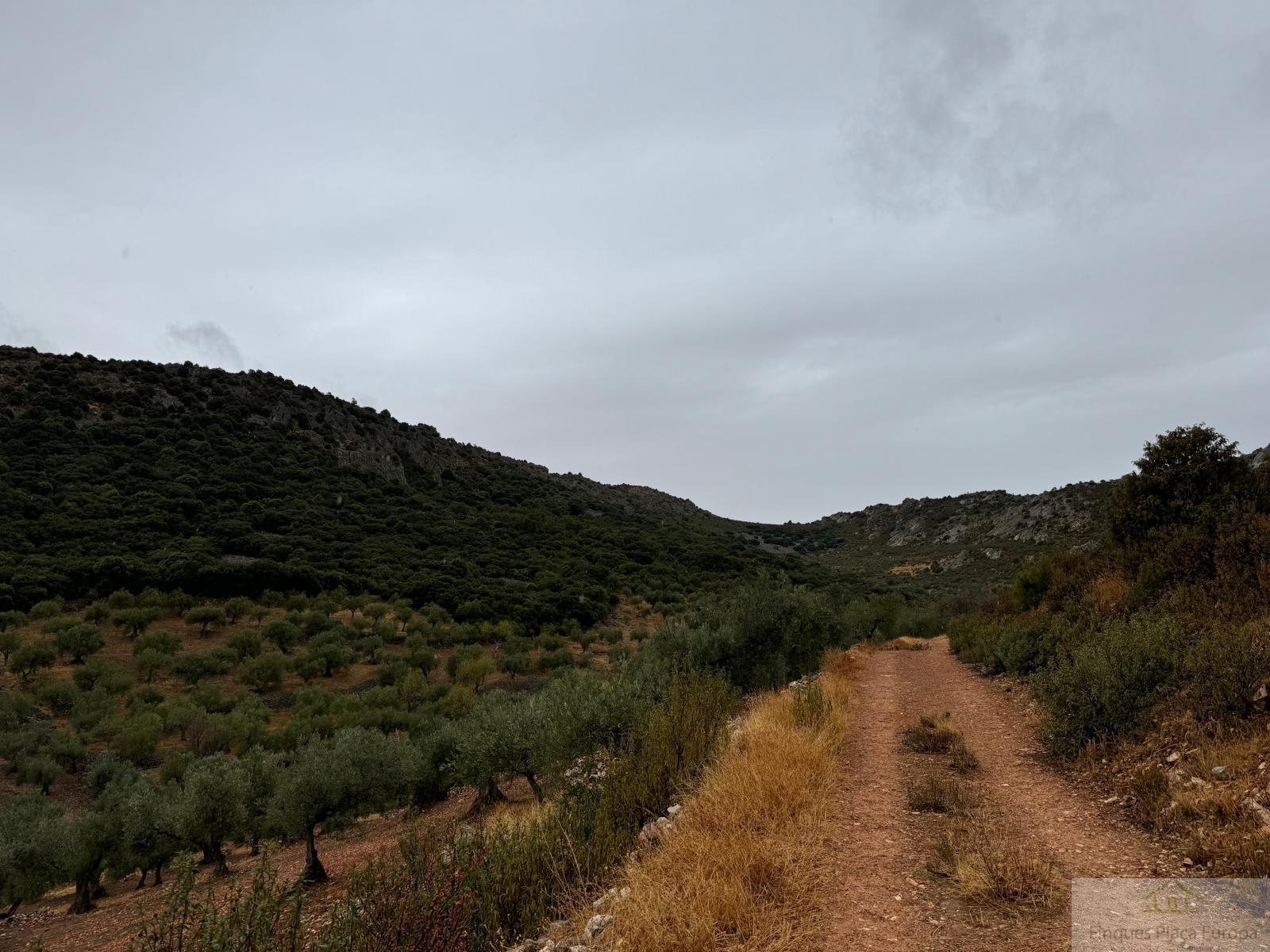 For sale of land in Cabeza del Buey