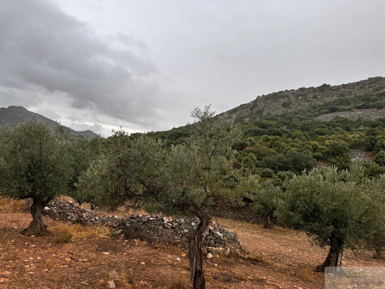 For sale of land in Cabeza del Buey