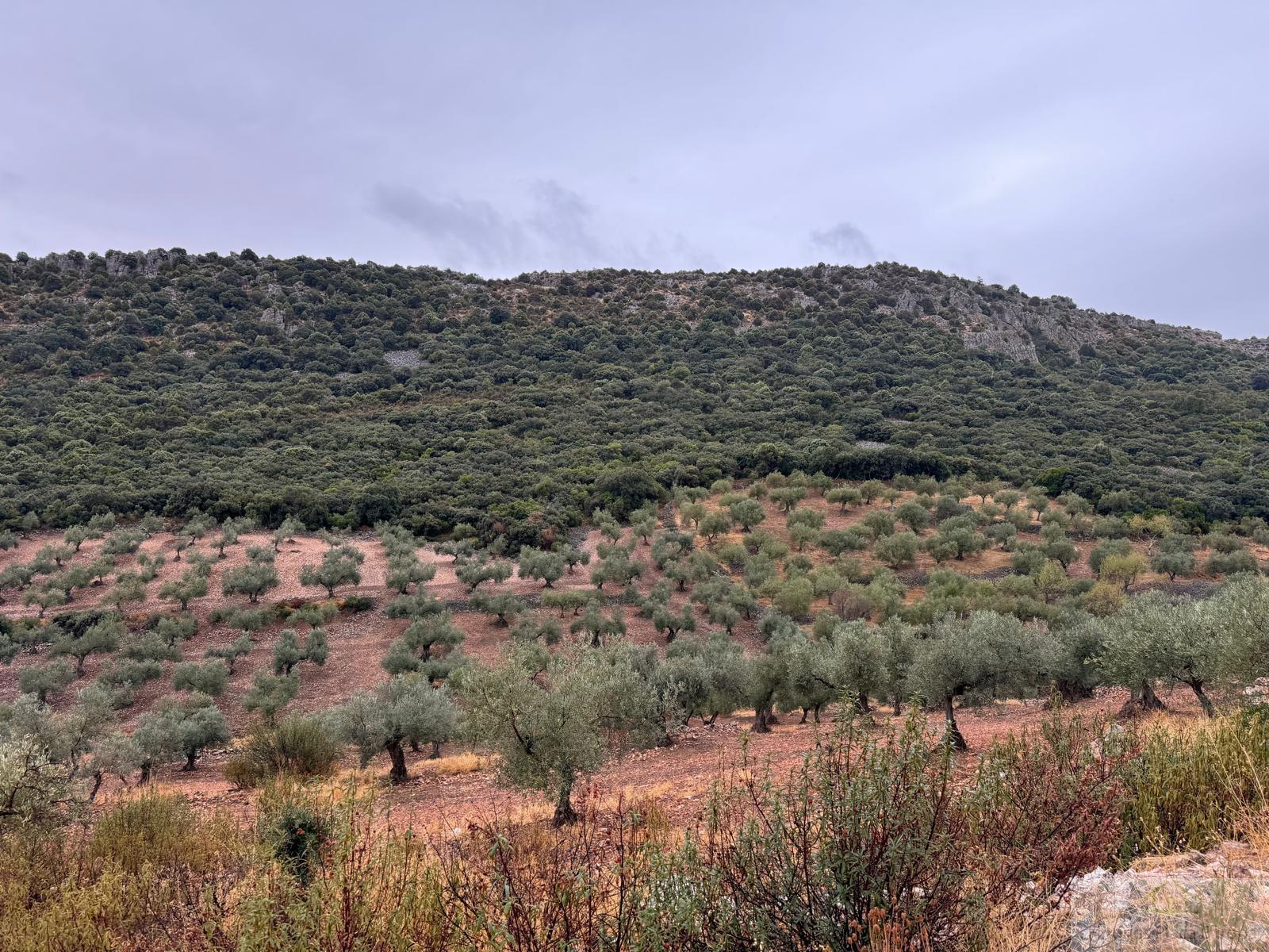 For sale of land in Cabeza del Buey