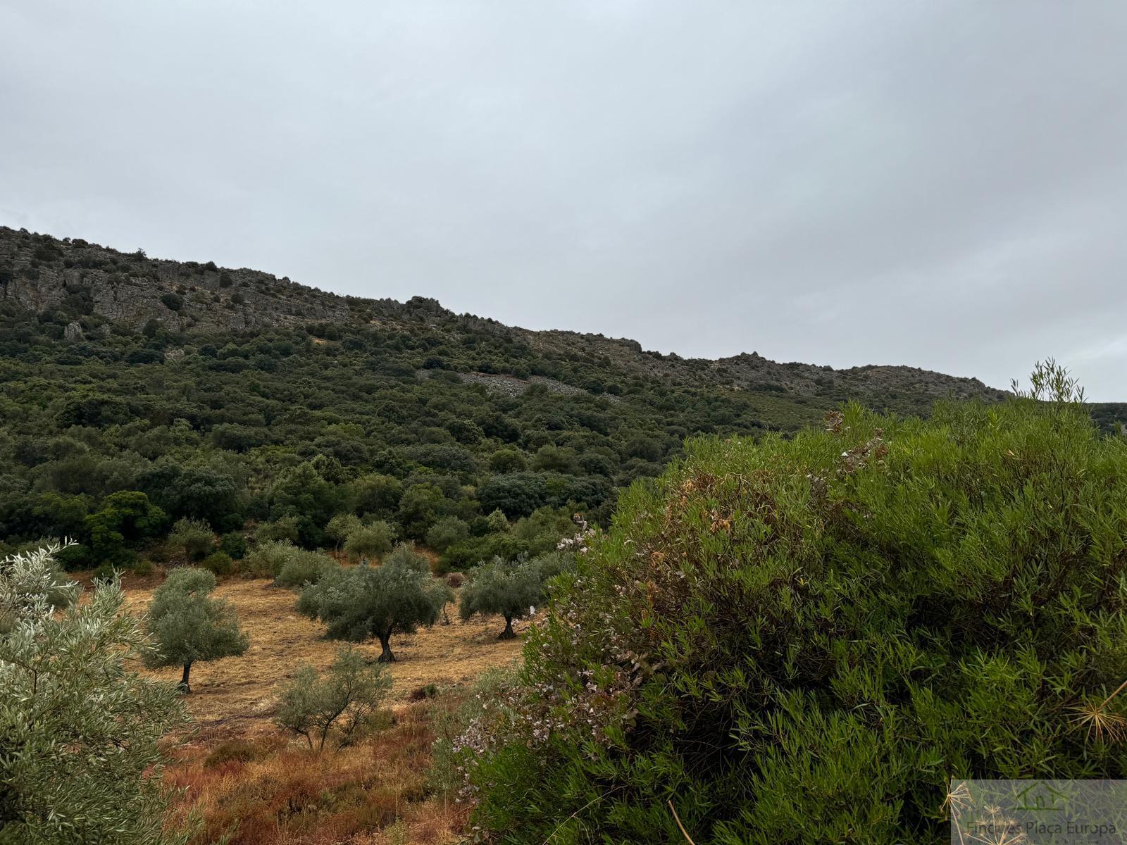 For sale of land in Cabeza del Buey
