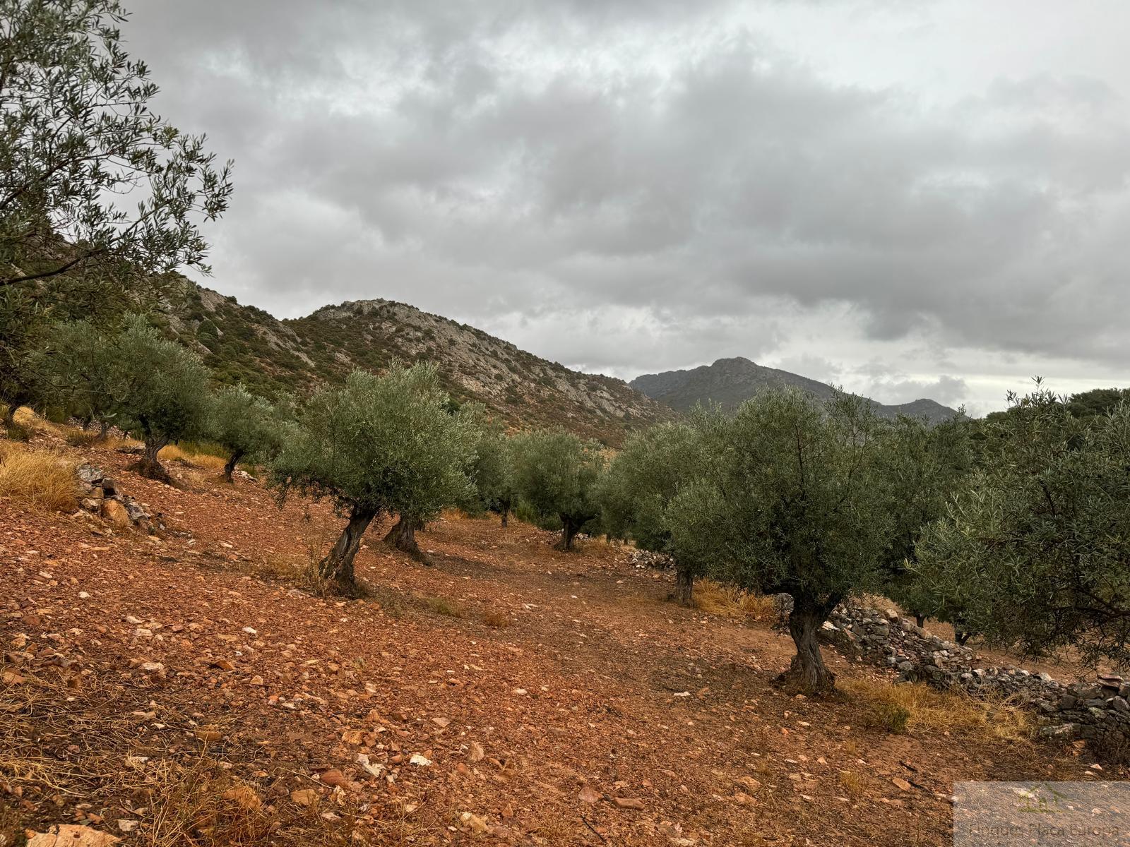 For sale of land in Cabeza del Buey