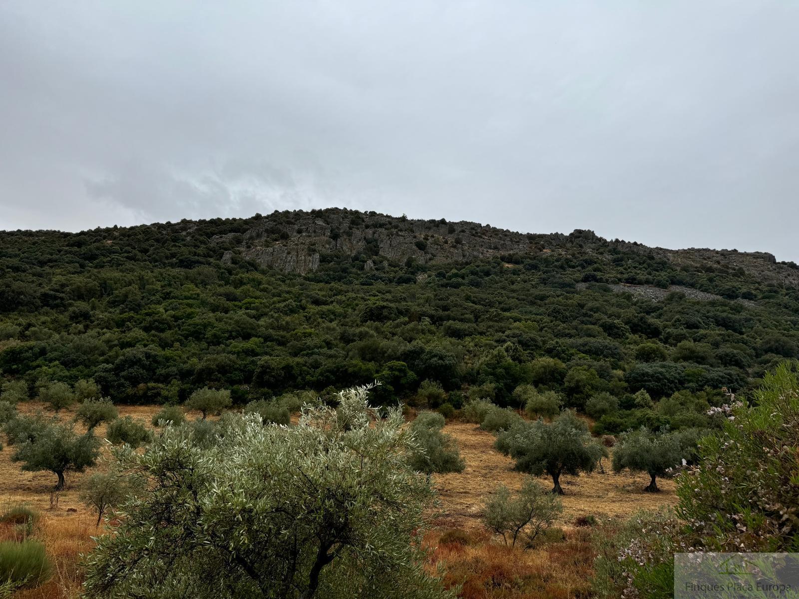 For sale of land in Cabeza del Buey
