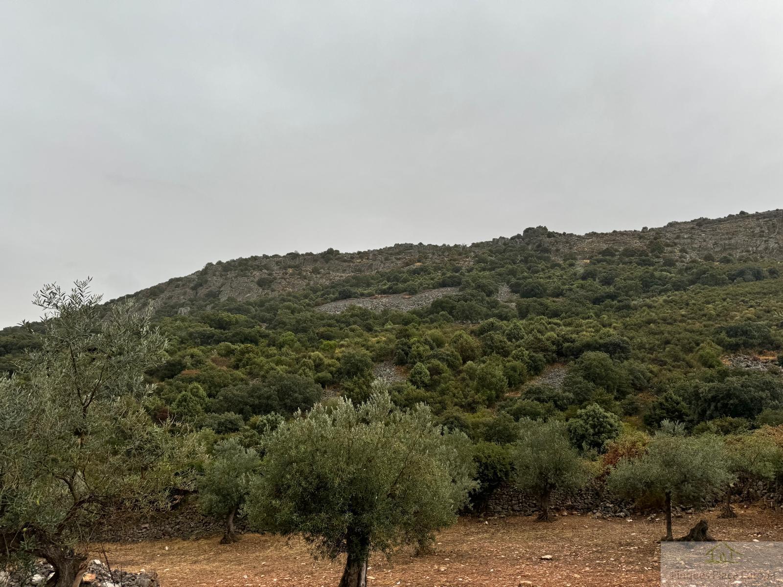 For sale of land in Cabeza del Buey