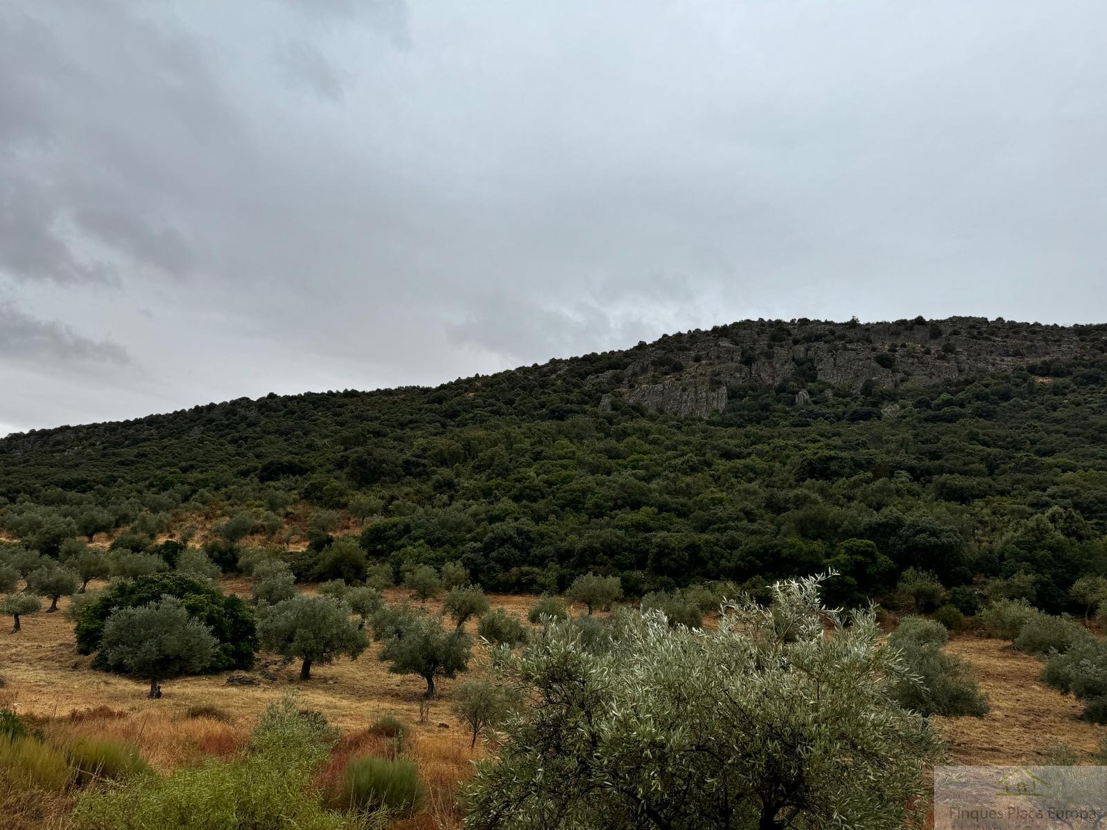 For sale of land in Cabeza del Buey