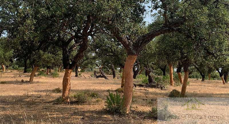 For sale of land in Ferreira do Zêzere