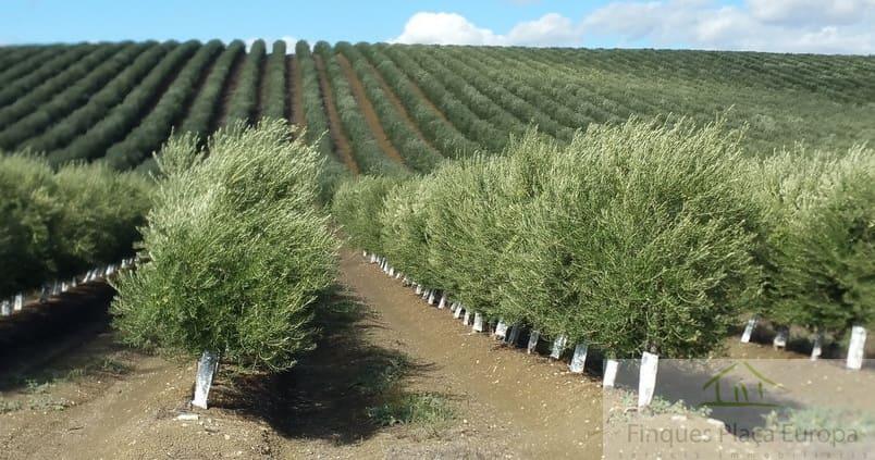 Продажа от

 Земельные участки на Ciudad Real