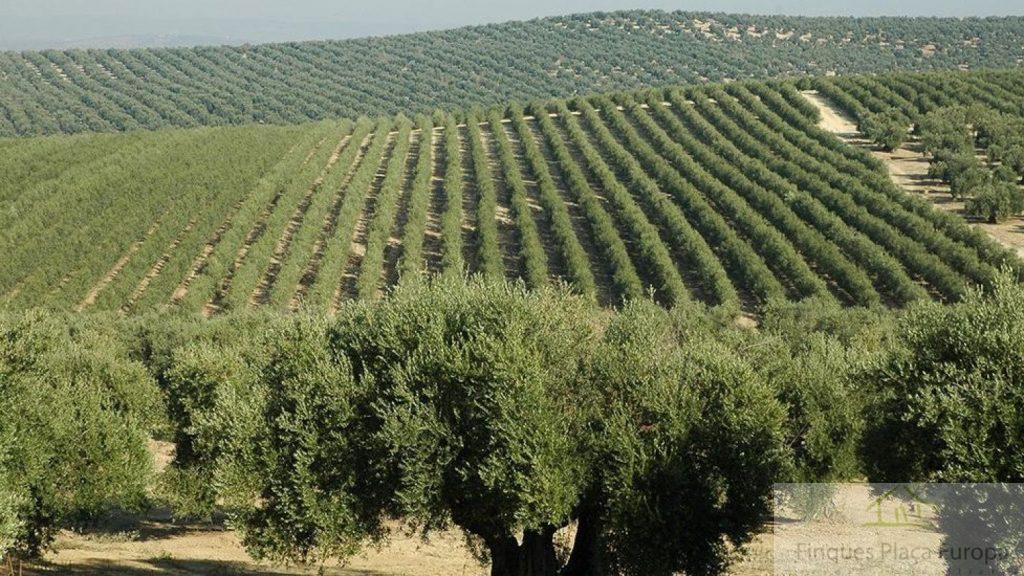 For sale of land in Jaén