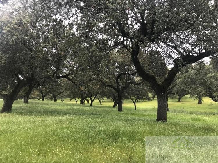For sale of land in Maguilla