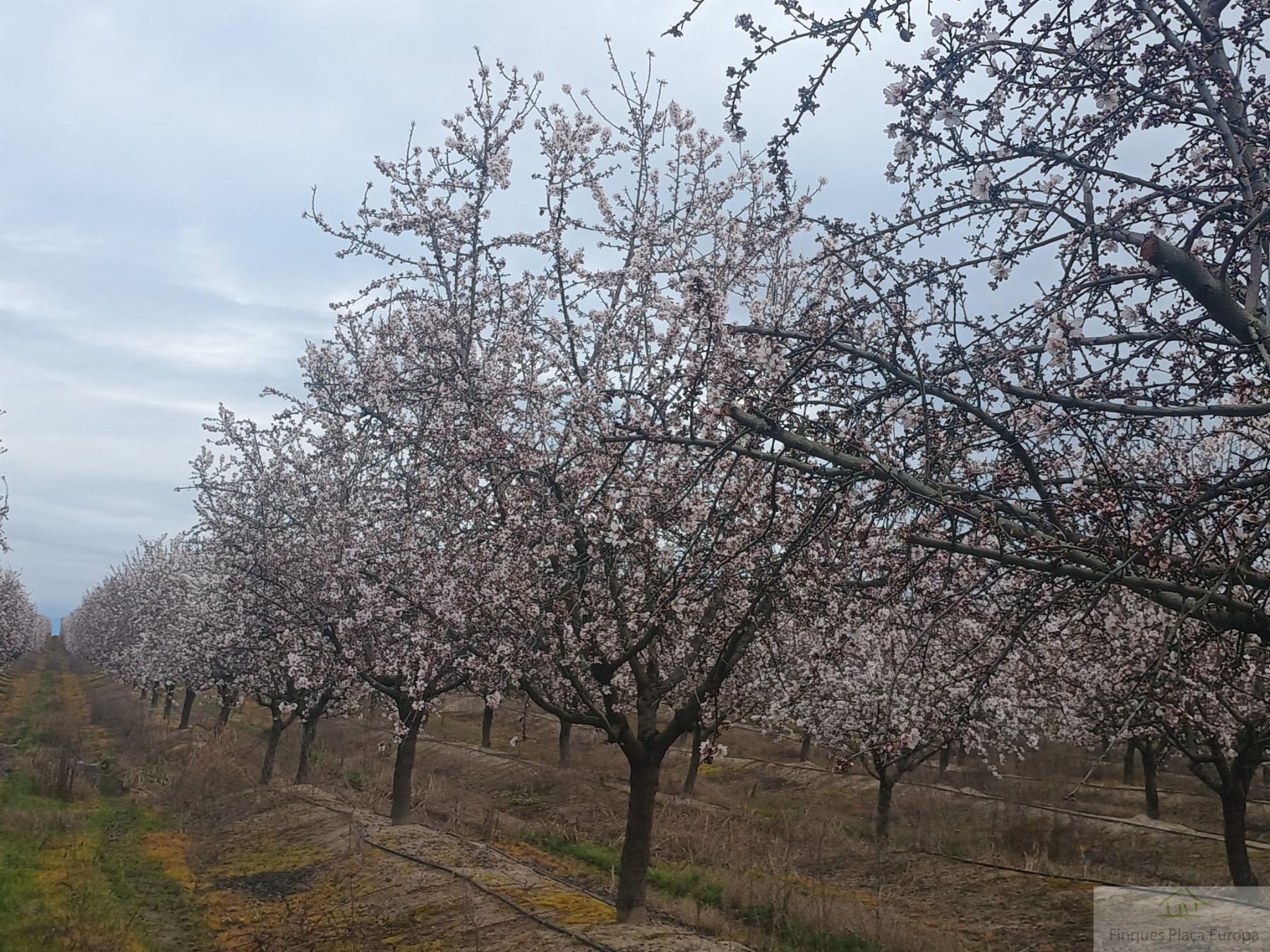 Venta de terreno en Saucedilla