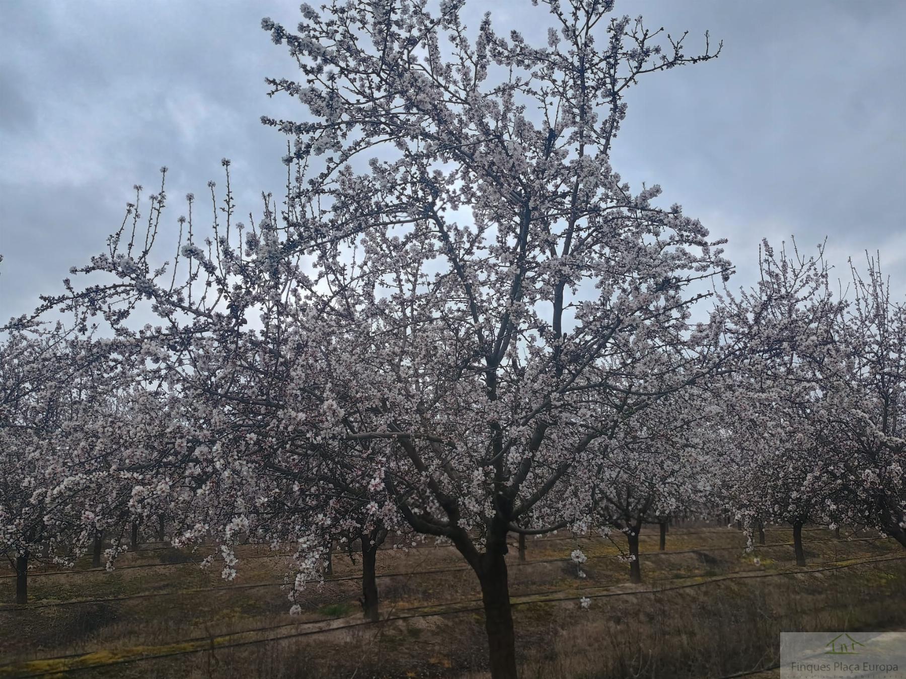 Venta de terreno en Saucedilla