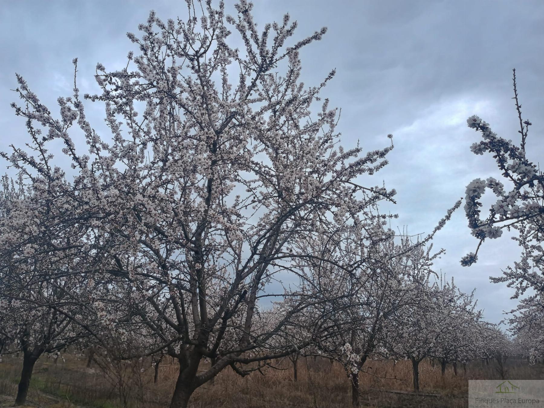 Venta de terreno en Saucedilla