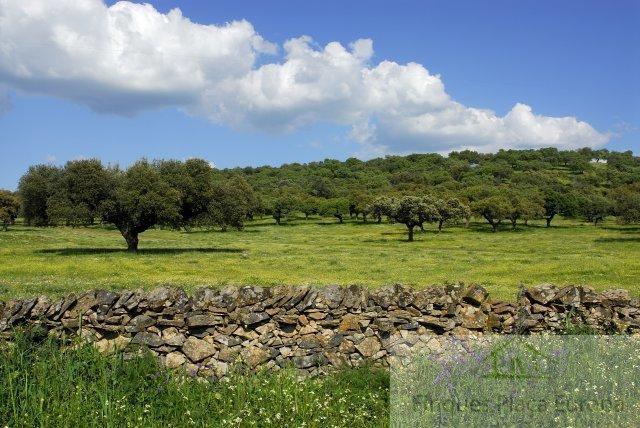 Vente de terrain dans Madrigal de la Vera