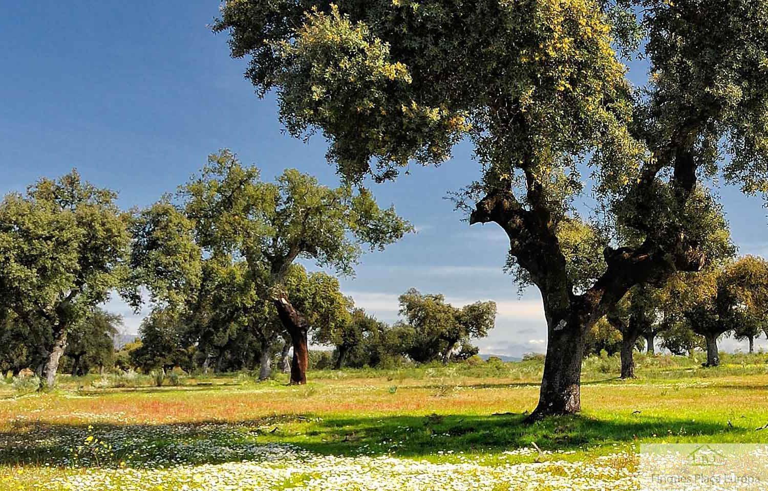 Venta de terreno en Jaén
