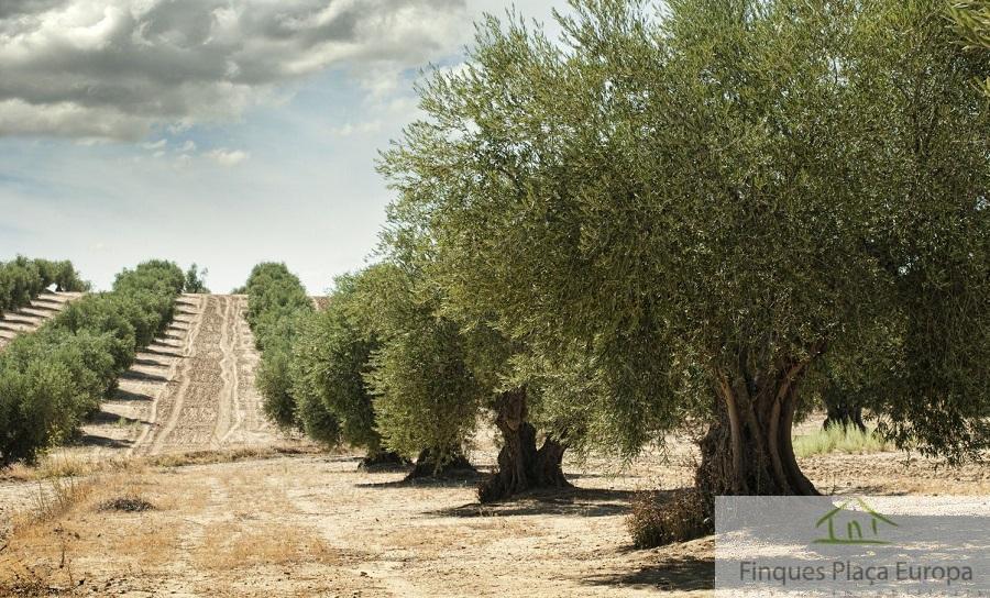 Venta de terreno en Jaén