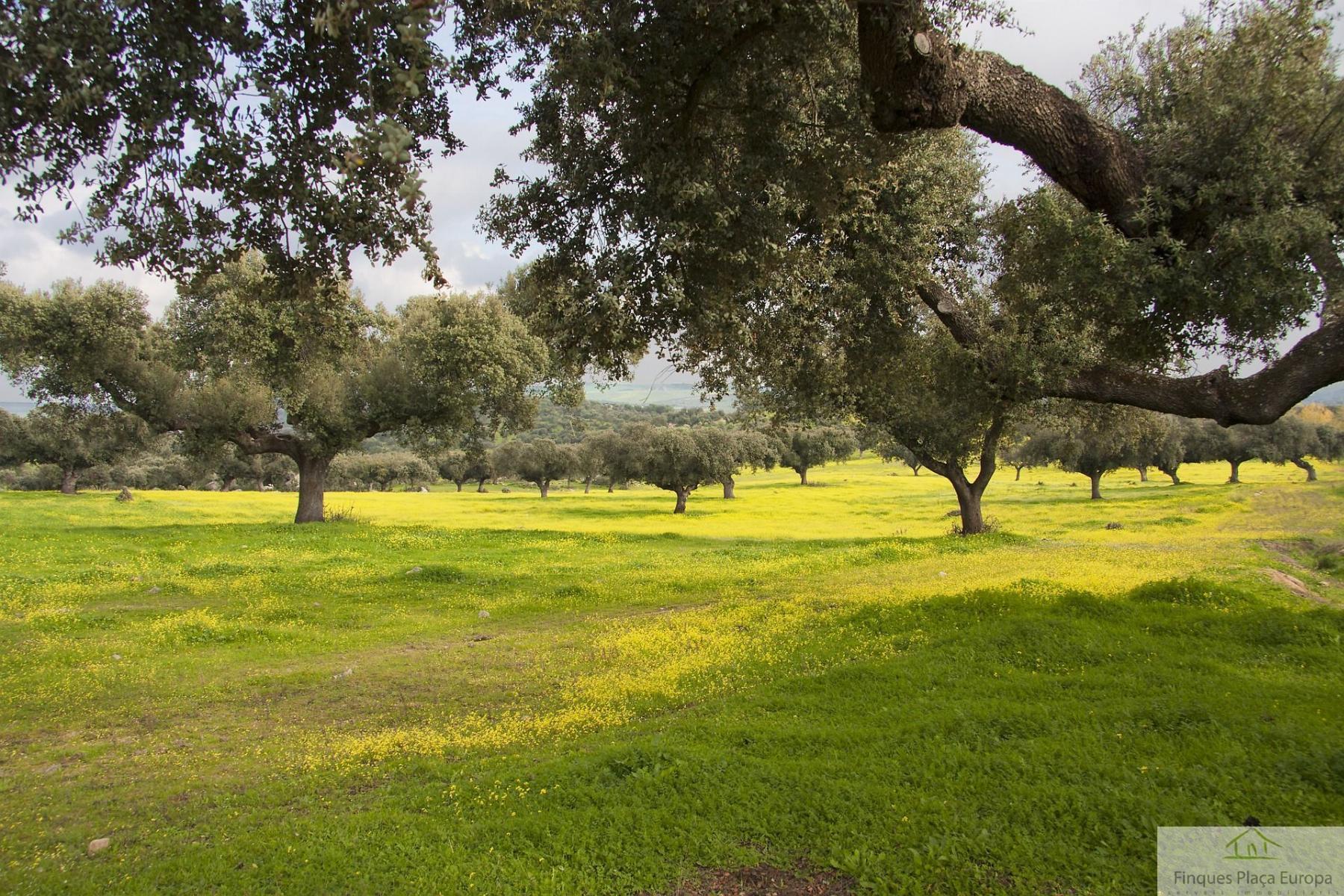 Venta de terreno en Jaén