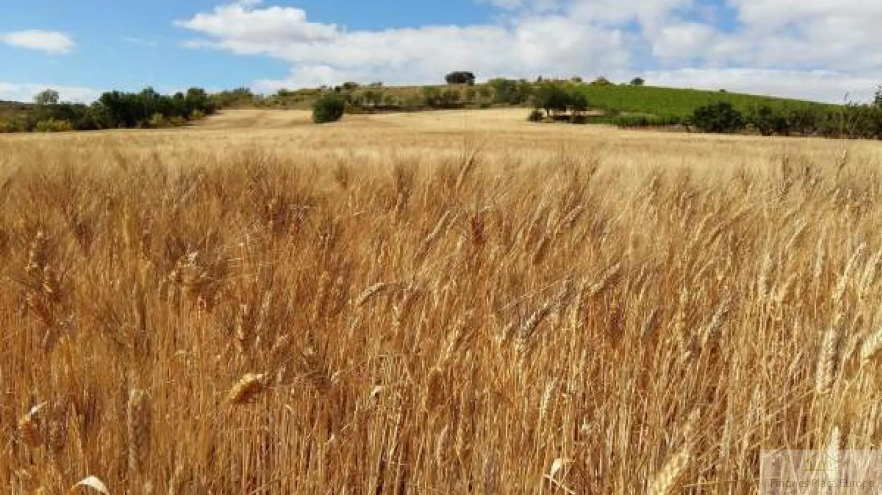 Venta de terreno en Jaén