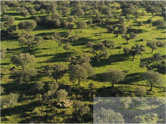 For sale of land in Majadas