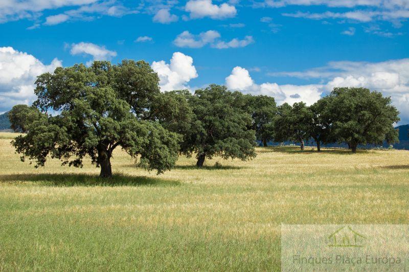 For sale of land in Moraleja