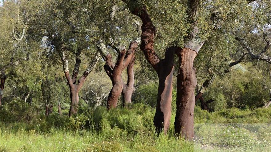 For sale of land in Moraleja