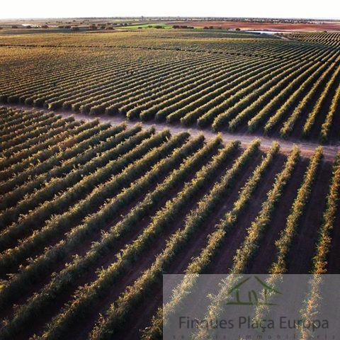 Vente de terrain dans Montejícar