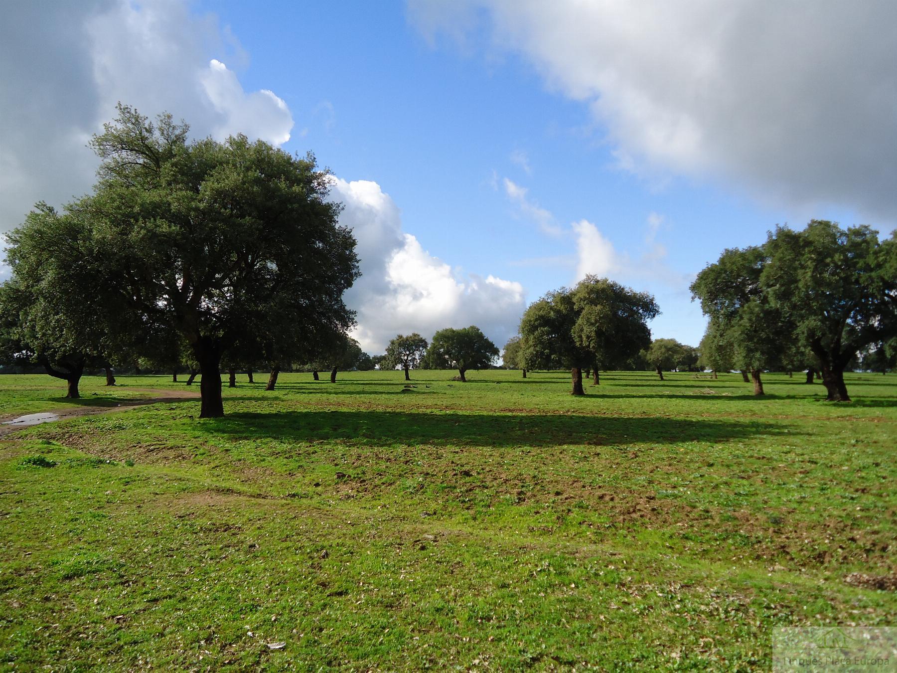 Vente de terrain dans Montejícar