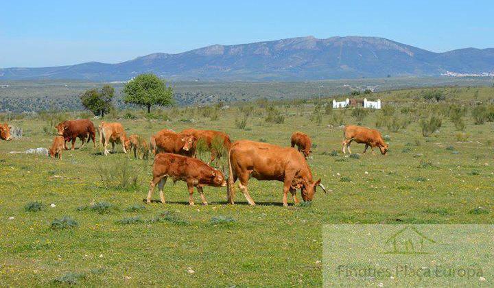 Vente de terrain dans Montejícar