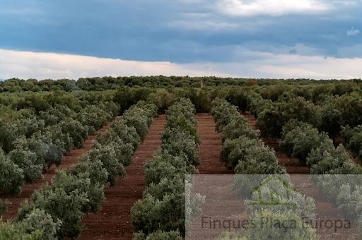 Vente de terrain dans Montejícar