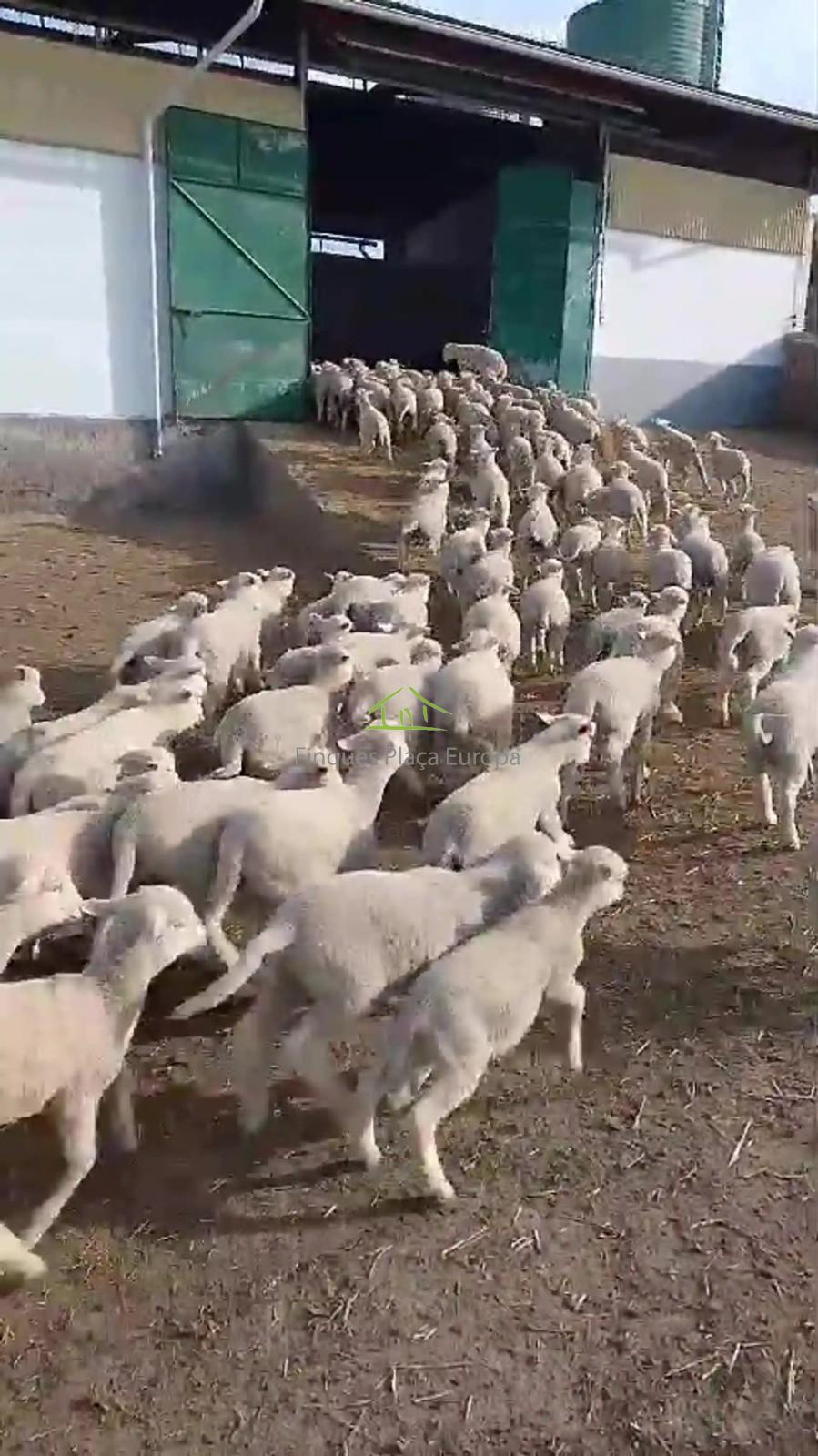 Venta de terreno en Cáceres