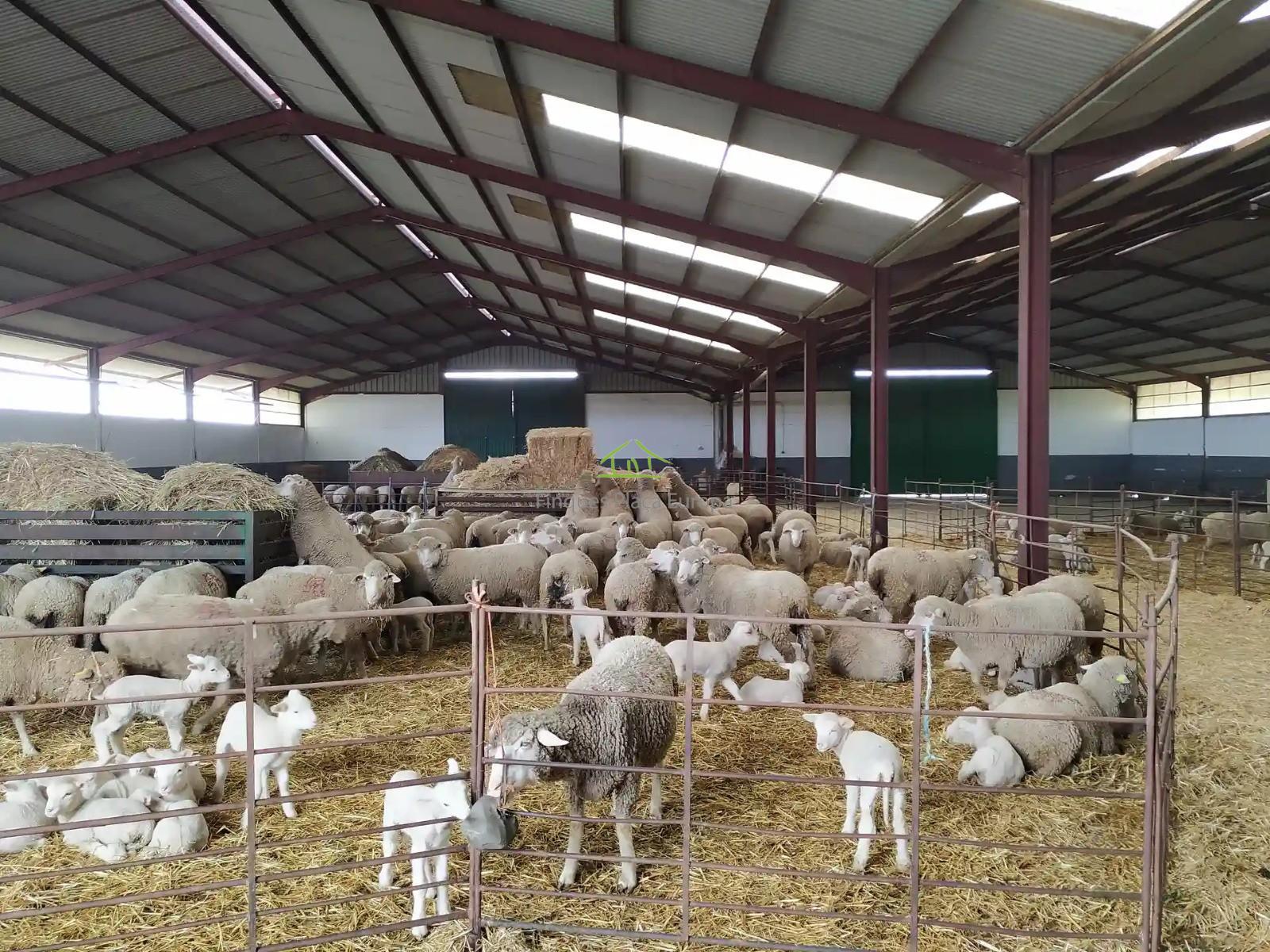 Venta de terreno en Cáceres