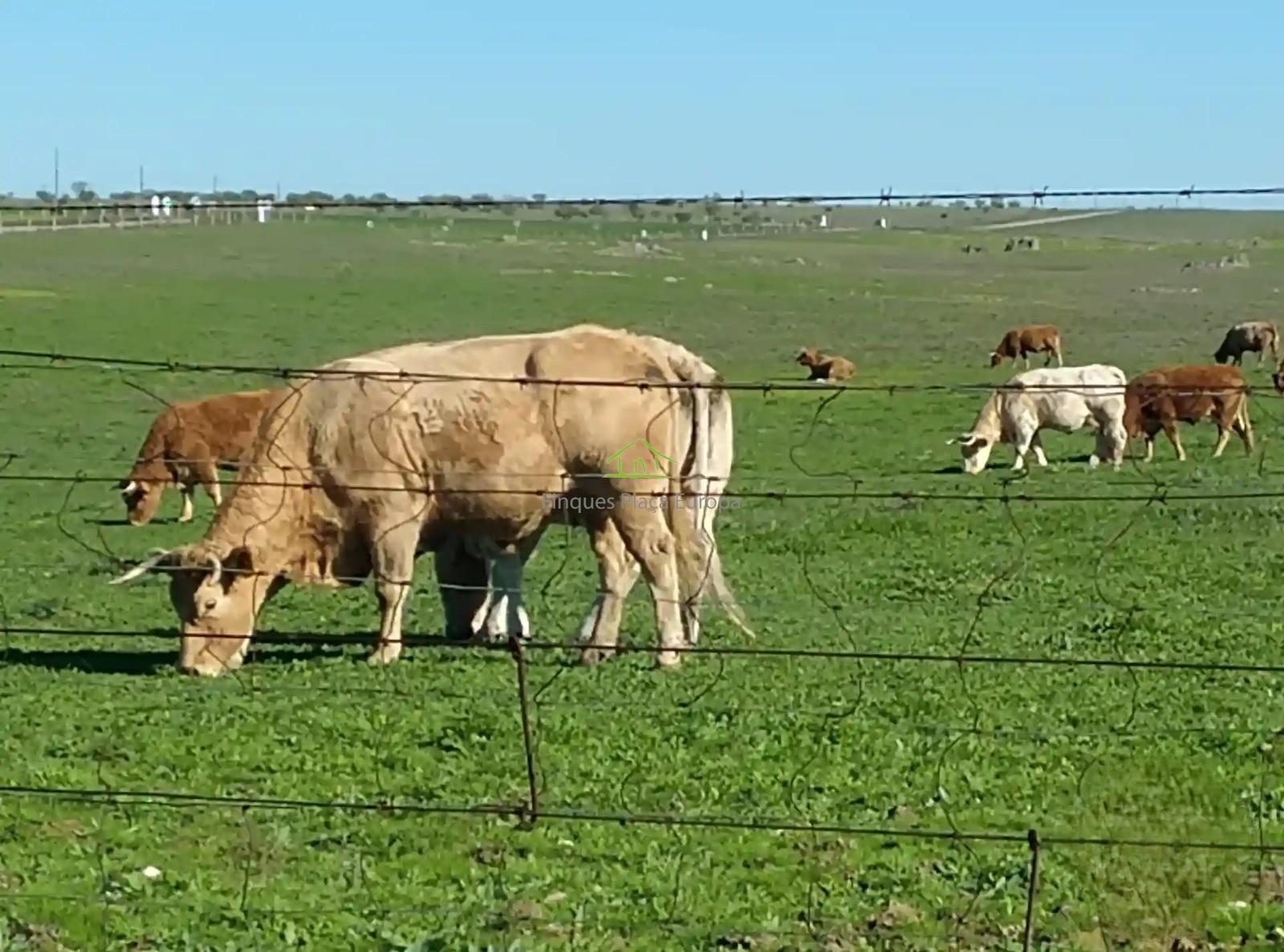 Venta de terreno en Cáceres