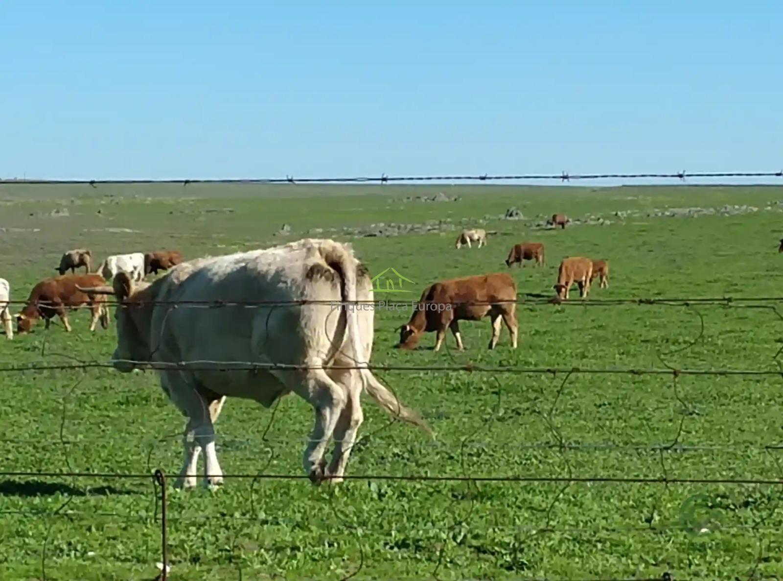 Venta de terreno en Cáceres
