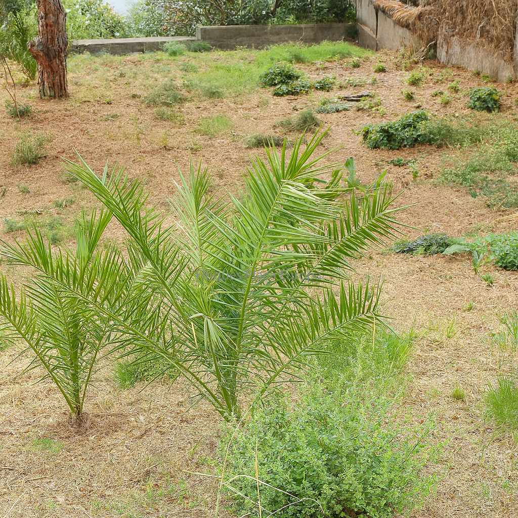 Venta de terreno en Platja d´Aro Venta de terreno en Platja d´Aro