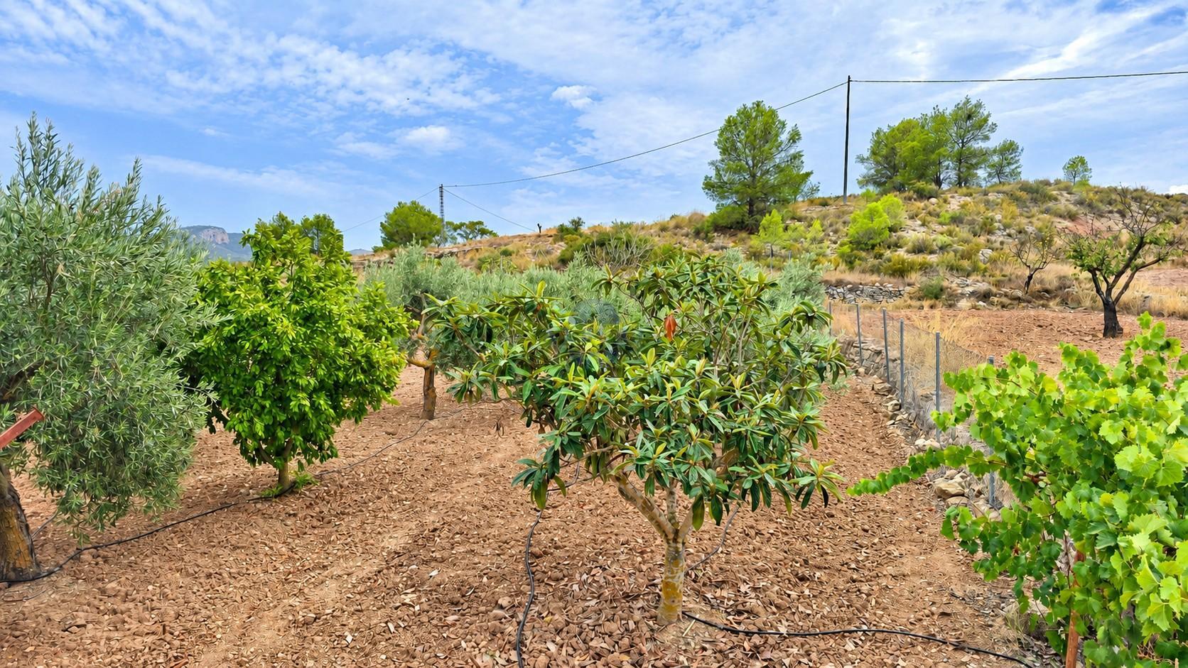 Venta de chalet en Monóvar-Monòver