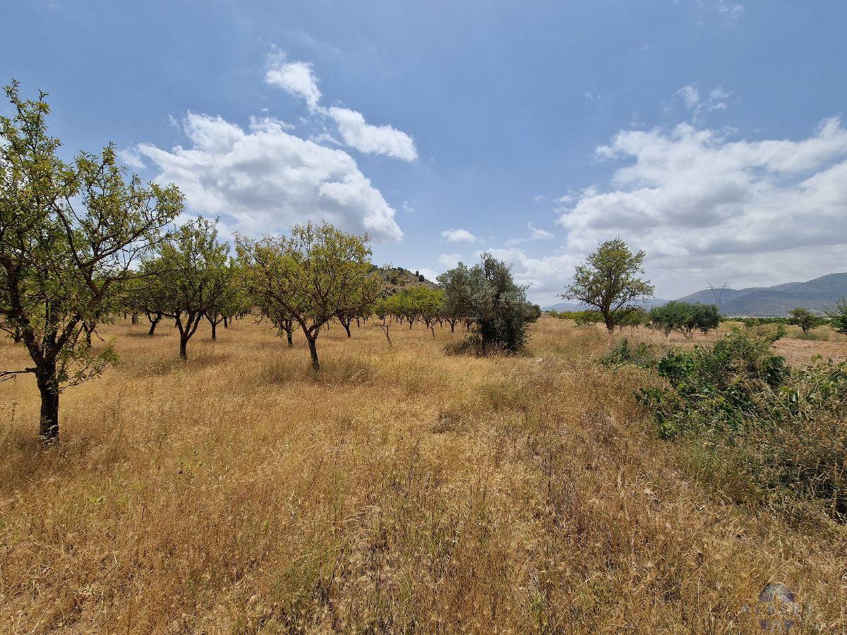 For sale of land in Monóvar-Monòver