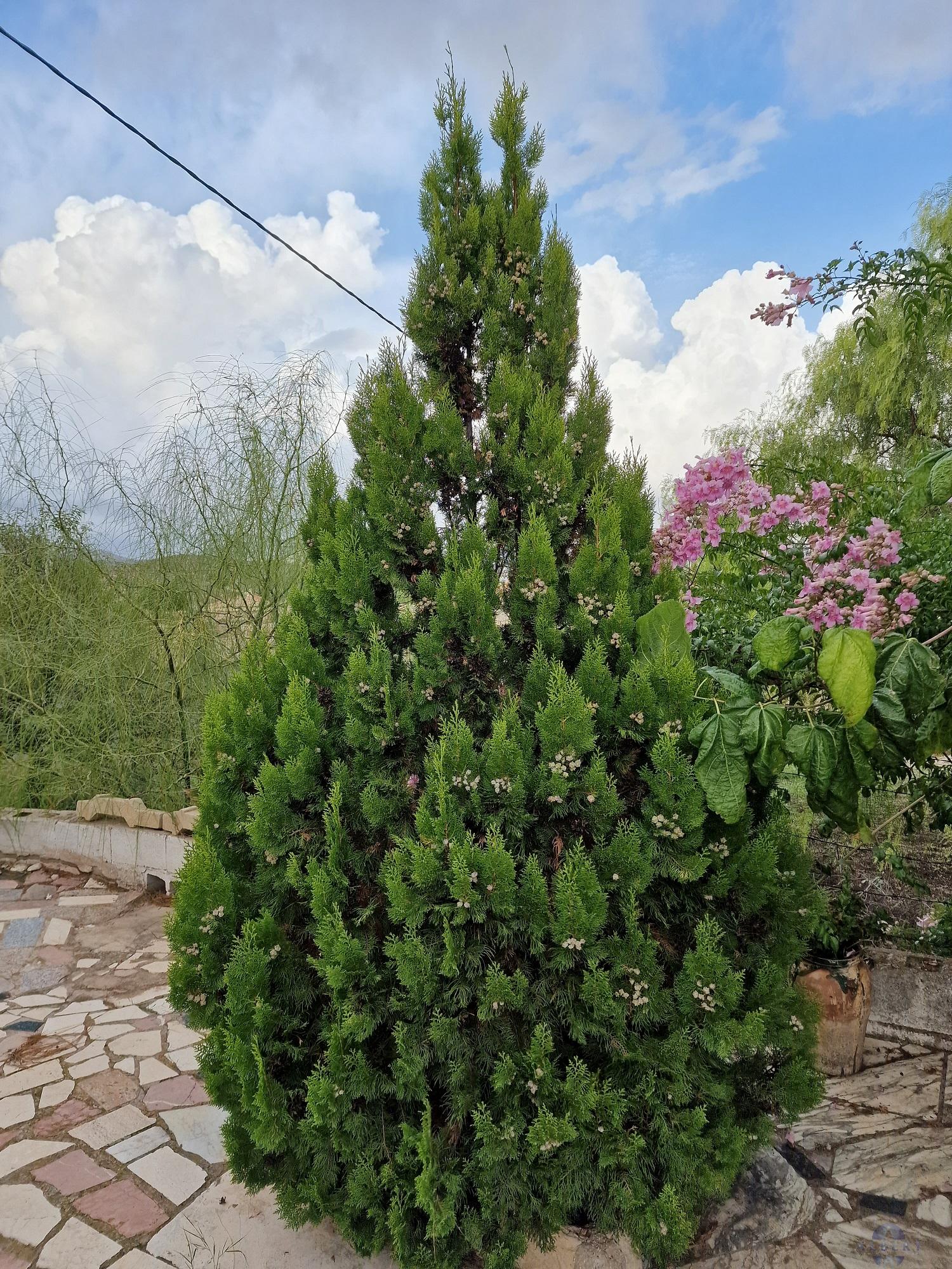 Venta de chalet en Monóvar-Monòver