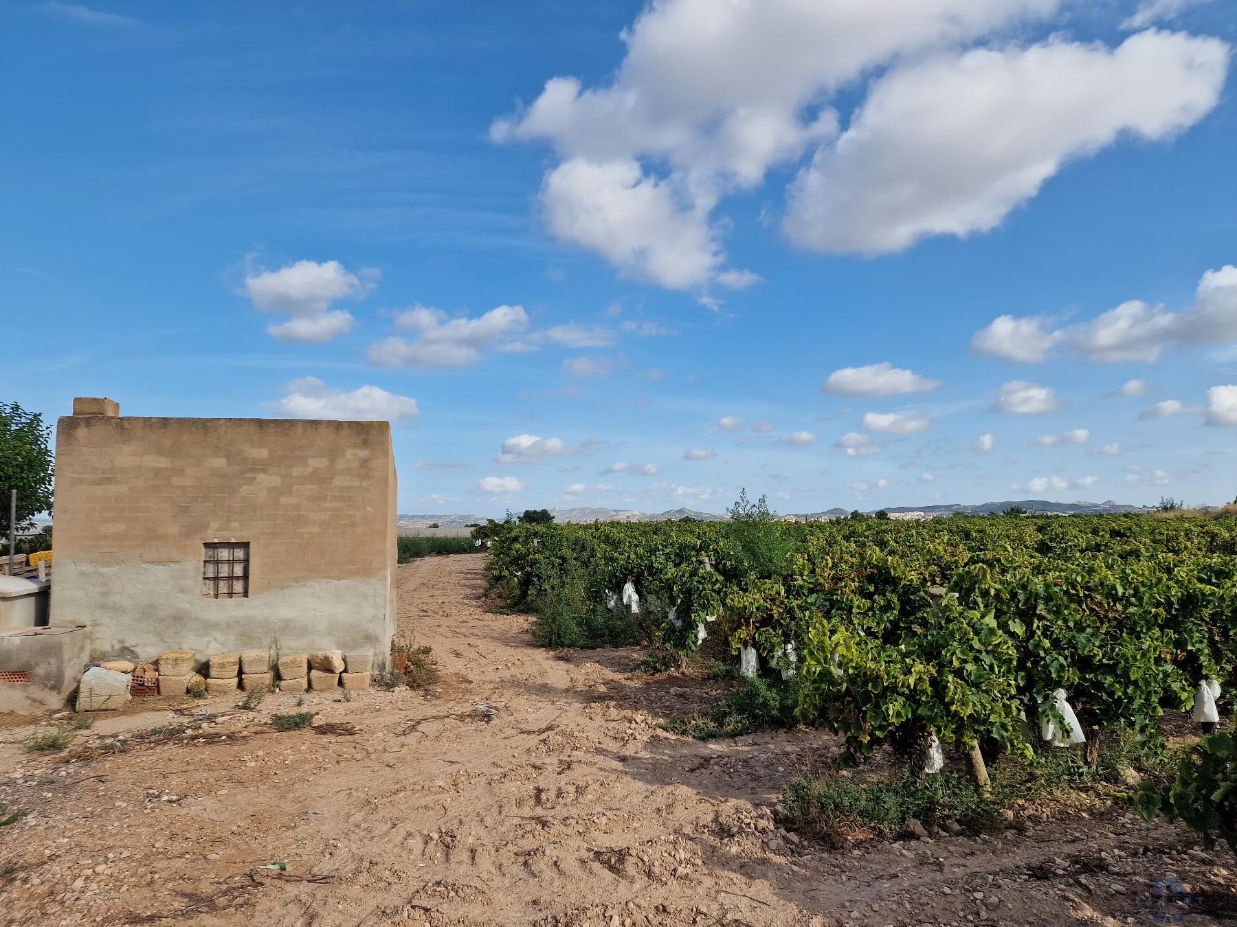For sale of land in Novelda