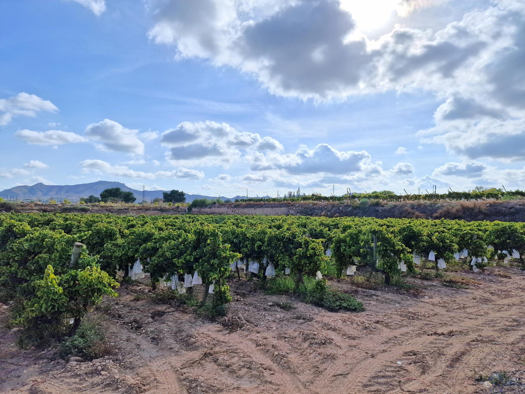 For sale of land in Novelda