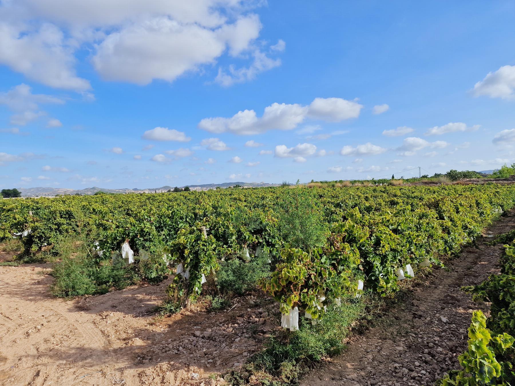 For sale of land in Novelda